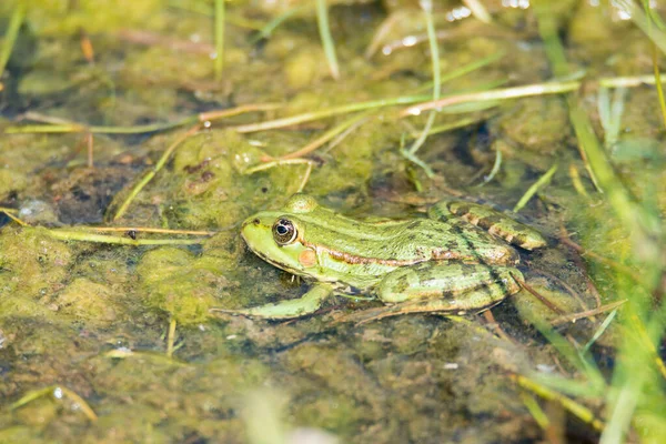 Water Frog Nature Reserve Haff Reimech Luxembourg Wetland Natural Habitant — Stock Photo, Image