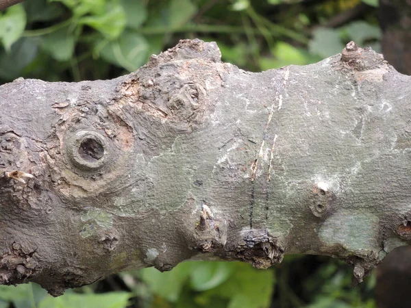 나무의 줄기를 클로즈업 — 스톡 사진