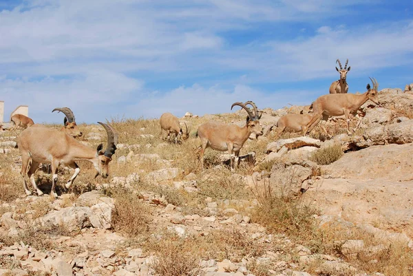 Ibex Negevie Izraelu Mitzpe Ramon Machtesh Ramon Zwierzęta Pustynne Dzika — Zdjęcie stockowe