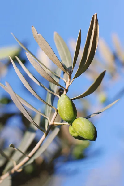 Оливки Оливковом Дереве Веточка Свежими Фруктами Жилы Израиле — стоковое фото