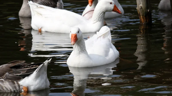Closeup White Gray Geese Swimming Water — Stock Photo, Image