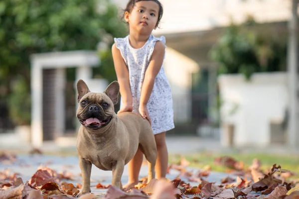 Een Schattig Klein Thais Meisje Spelen Met Haar Franse Bulldog — Stockfoto