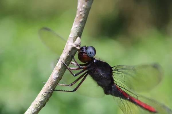 Een Close Shot Van Een Libelle Een Bloem — Stockfoto