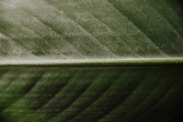 Closeup Shot Green Leaf Texture — Stock Photo, Image