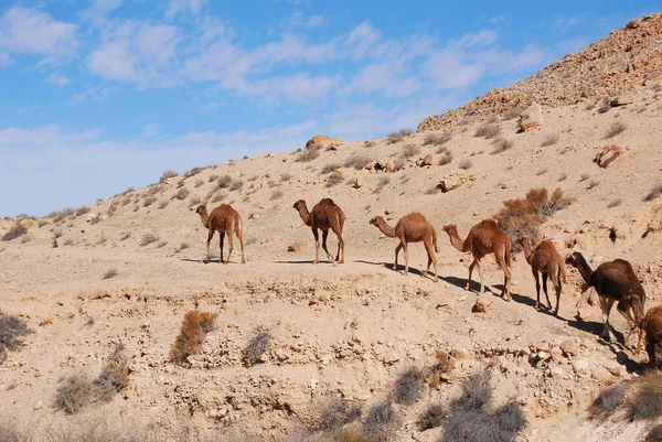 Wielbłądy Pustyni Negev Izraelu Krater Machtesh Ramon Mitzpe Ramon Stada — Zdjęcie stockowe