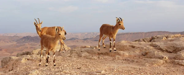 Srail Deki Negev Deki Ibex Mitzpe Ramon Machtesh Ramon Çöl — Stok fotoğraf