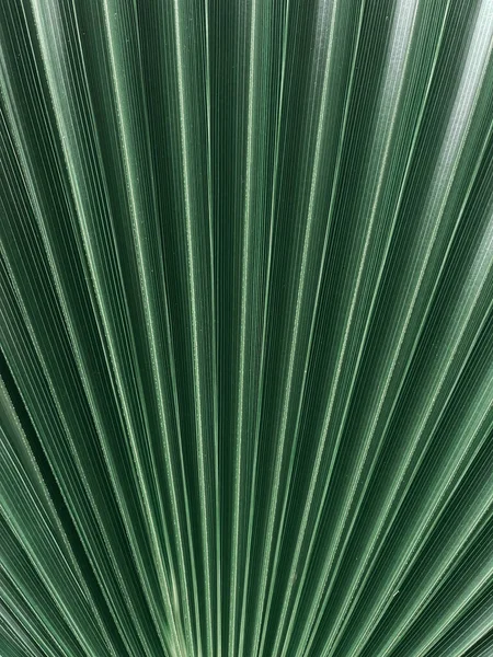 Tiro Close Vertical Folhas Longas Com Pequenas Linhas Sobre Eles — Fotografia de Stock