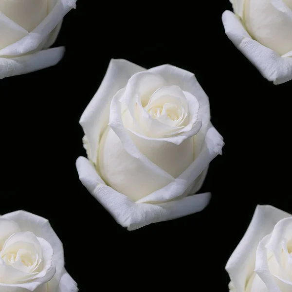 Siyah Arka Planda Güzel Beyaz Güllerin Dikey Yakın Çekimi Çiçekli — Stok fotoğraf