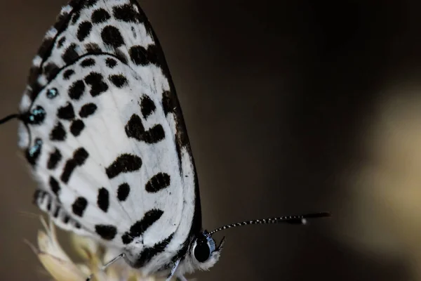 Nahaufnahme Eines Schmetterlings Mit Schwarz Weißen Flügeln Auf Unscharfem Hintergrund — Stockfoto