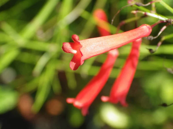 Bulanık Bir Arkaplanda Havai Fişek Çiçeğinin Yakın Plan Çekimi — Stok fotoğraf