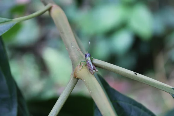 Closeup Shot Fly Flower — Stock Photo, Image