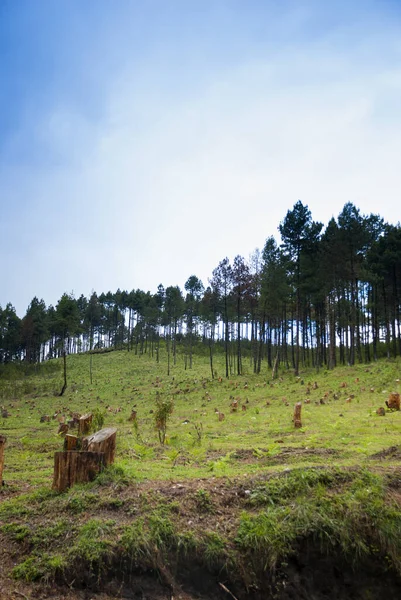 Deforestación Pinos Cortada Campo Seco Sin Vida —  Fotos de Stock