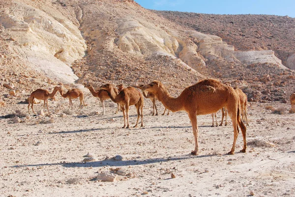 Kameler Negevöknen Israel Krater Machtesh Ramon Mitzpe Ramon Hjordar Dromedarer — Stockfoto