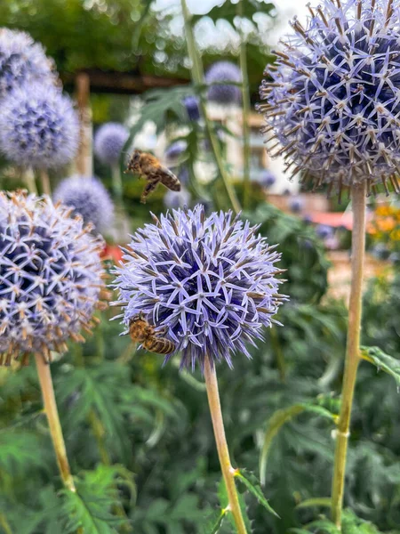 Vertical Shot Beautiful Echinops Blooming Garden Bee Flying Them — Stock Photo, Image