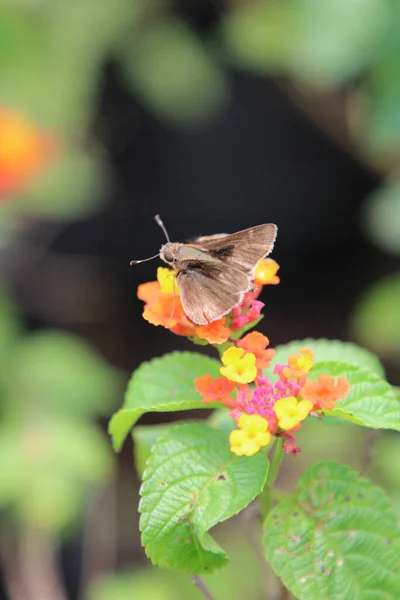 Primer Plano Una Mosca Sobre Una Flor —  Fotos de Stock