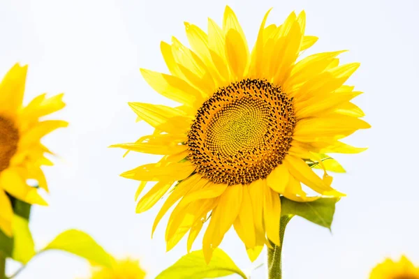 Een Closeup Van Verse Helder Zonnebloem Een Veld — Stockfoto