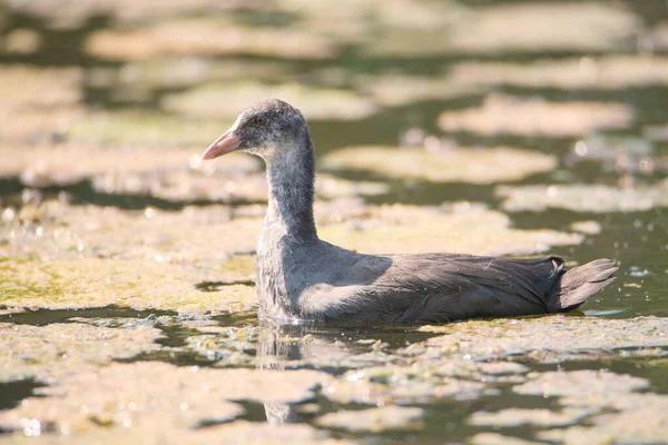 Kanadische Gans Junges Küken Frühling Haff Reimech Luxemburg — Stockfoto