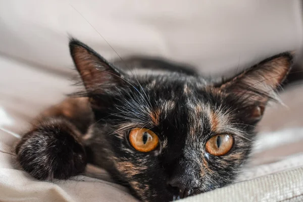 Ένα Κοντινό Πλάνο Μιας Μυστηριώδους Όμορφης Γάτας Ξαπλωμένης Στην Μαλακή — Φωτογραφία Αρχείου