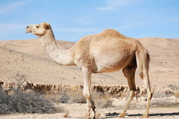 Wielbłądy Pustyni Negev Izraelu Krater Machtesh Ramon Mitzpe Ramon Stada — Zdjęcie stockowe