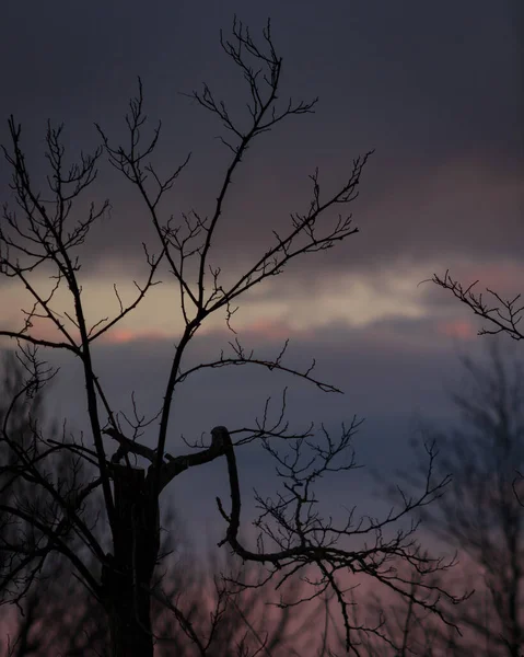 Okropna Sceneria Gołych Gałęzi Drzewa Zachodzie Słońca — Zdjęcie stockowe