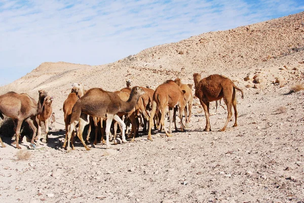 Wielbłądy Pustyni Negev Izraelu Krater Machtesh Ramon Mitzpe Ramon Stada — Zdjęcie stockowe