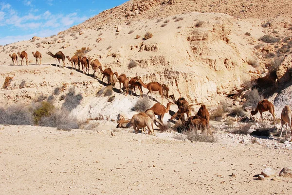 Wielbłądy Pustyni Negev Izraelu Krater Machtesh Ramon Mitzpe Ramon Stada — Zdjęcie stockowe