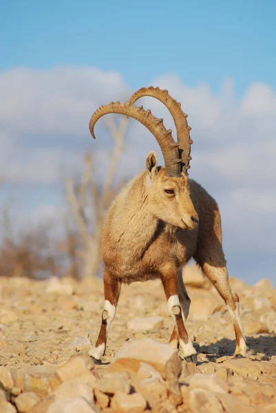 Ibex Negev Israel Mitzpe Ramon Machtesh Ramon Desert Animals Wildlife — 图库照片