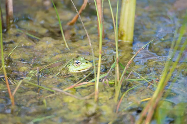 Vodní Žába Přírodní Rezervaci Haff Reimech Lucembursku Mokřady Přírodní Obydlí — Stock fotografie