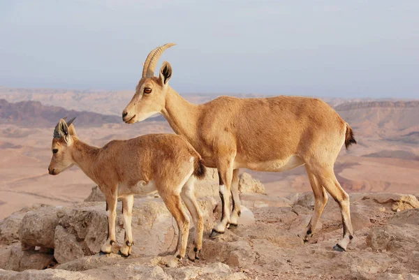 Srail Deki Negev Deki Ibex Mitzpe Ramon Machtesh Ramon Çöl — Stok fotoğraf