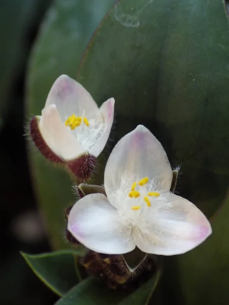 Tiro Vertical Flores Brancas Tradescantia Cerinthoides Com Folhas Verdes — Fotografia de Stock