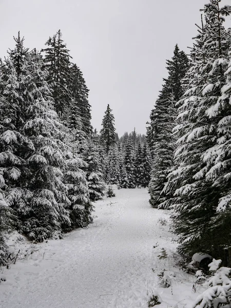 Snowy Forest Fir Trees Sides Cloudy Sky — Stock Photo, Image