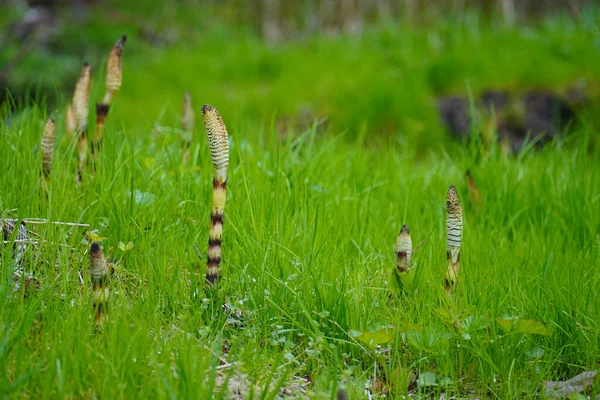 Een Ondiepe Focus Shot Van Een Hoog Groen Gras Veld — Stockfoto