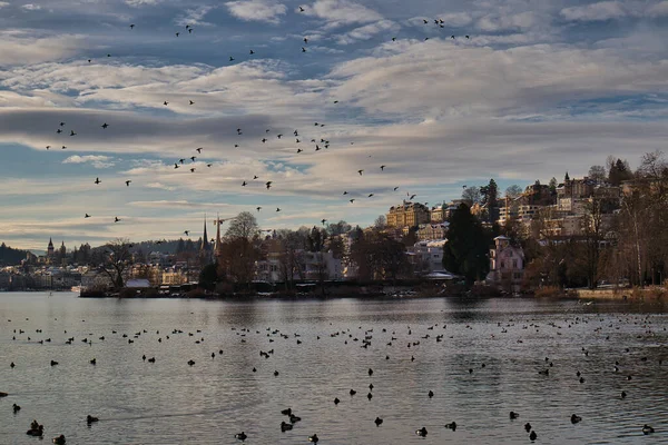 Bild Fåglarna Som Flyger Slumpmässigt Nära Floden Stadsmiljön — Stockfoto