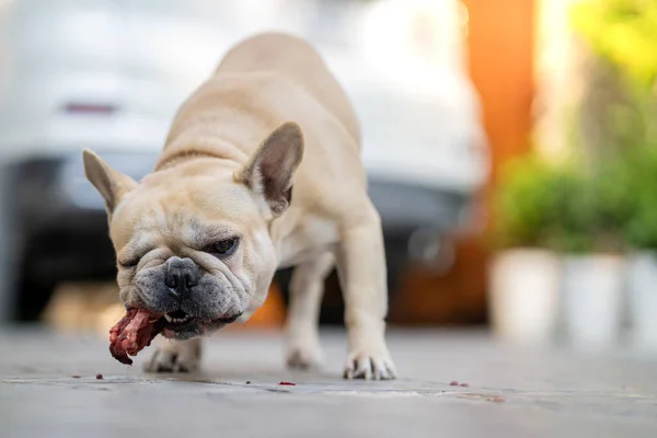 Primer Plano Bulldog Parque — Foto de Stock