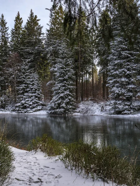 Lake Fir Trees Snow Branches Background — Stock Photo, Image