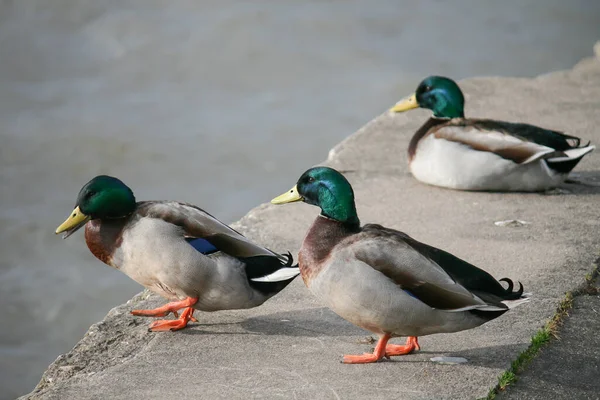 Tiro Perto Patos Reais Numa Pedra — Fotografia de Stock