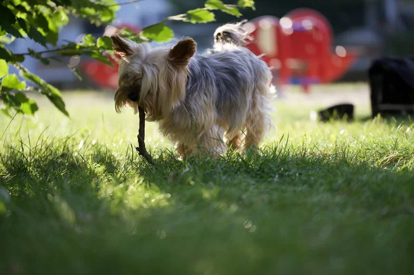 Una Vista Vicino Simpatico Cane Che Cammina Sull Erba Con — Foto Stock