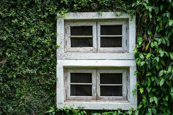 Een Raamkozijn Omringd Door Klimplanten — Stockfoto