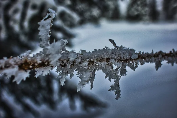 雪片在毛皮树枝上的近距离浅层野外射精 — 图库照片