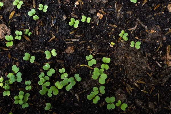 Eine Nahaufnahme Von Rucola Sämlingen — Stockfoto