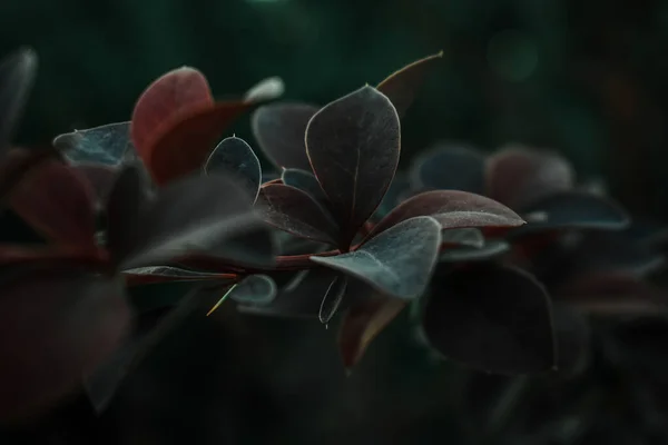 暗い背景に赤と緑の葉のクローズアップショット — ストック写真