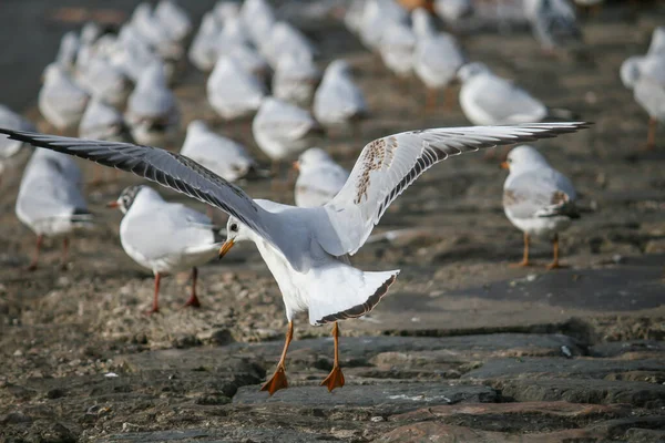 Den Grupp Måsar Sanden Nära Havet — Stockfoto