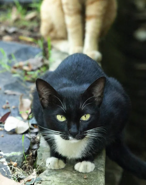 Een Verticaal Shot Van Een Serieuze Kat Met Groene Ogen — Stockfoto