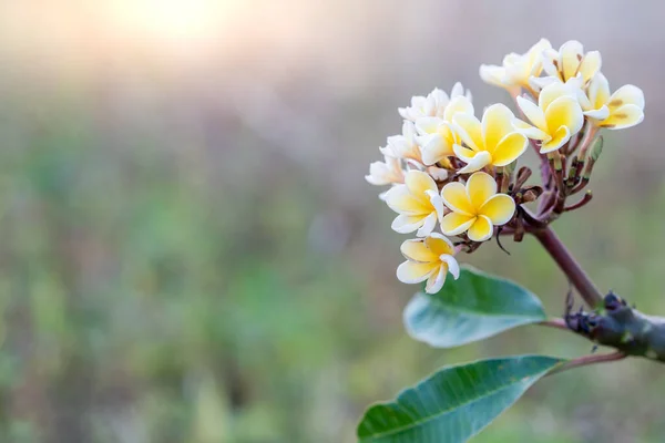 フランジパニの花を咲かせる枝 — ストック写真