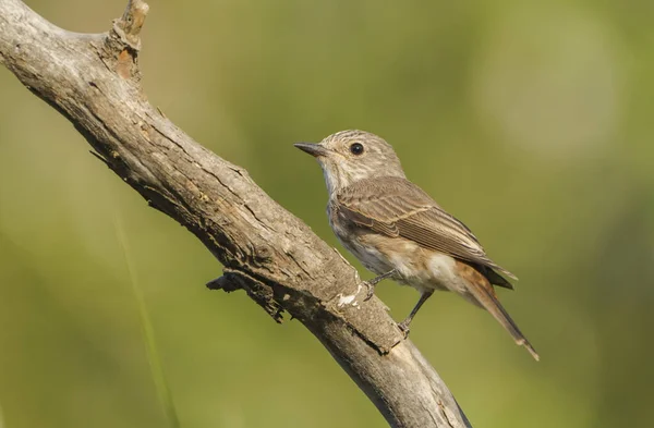 Een Close Shot Van Een Schattige Kleine Gevlekte Vliegenvanger Neergestreken — Stockfoto