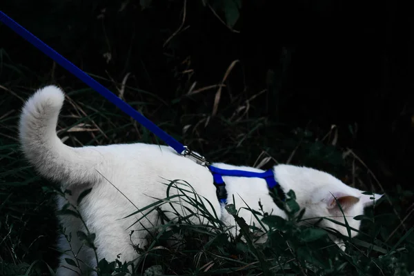 Uma Bela Vista Gato Branco Com Heterocromia Colar Azul Sobre — Fotografia de Stock