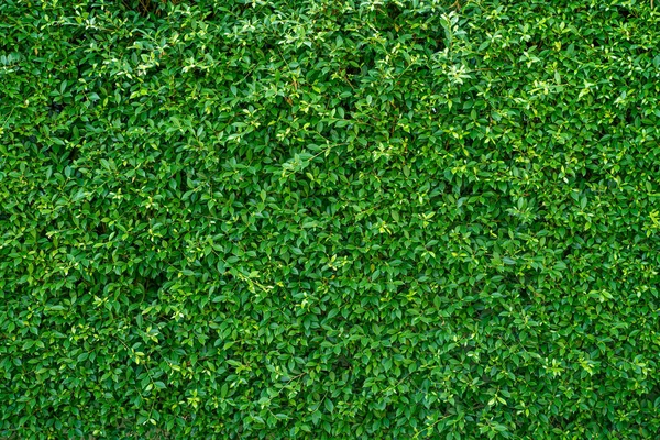 Крупный План Зеленой Травы — стоковое фото