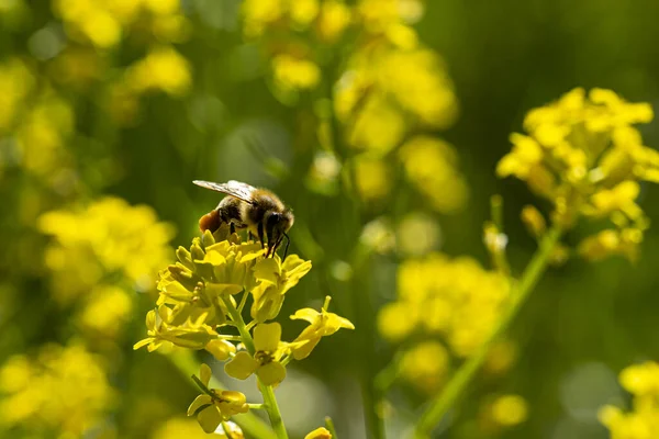 一只蜜蜂在一朵黄花上的特写 选定重点 — 图库照片