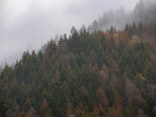 Una Foresta Abeti Una Montagna Sotto Cielo Nebbioso — Foto Stock
