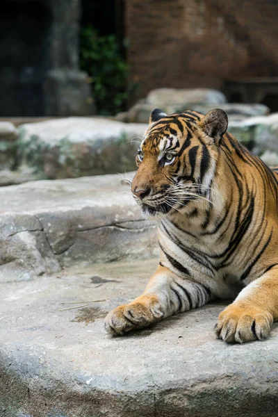 Foco Seletivo Tigre Deitado Uma Rocha Cativeiro — Fotografia de Stock